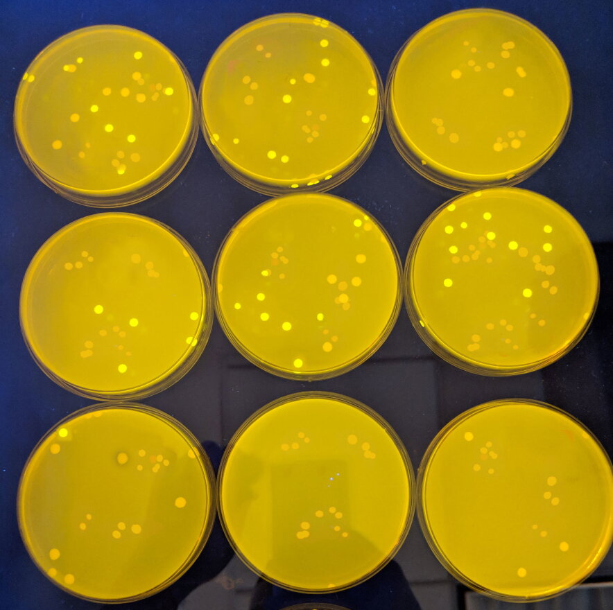Demetrix says its modified brewer's yeast (Saccharomyces cerevisiae) will provide access to rare cannabis compounds.
